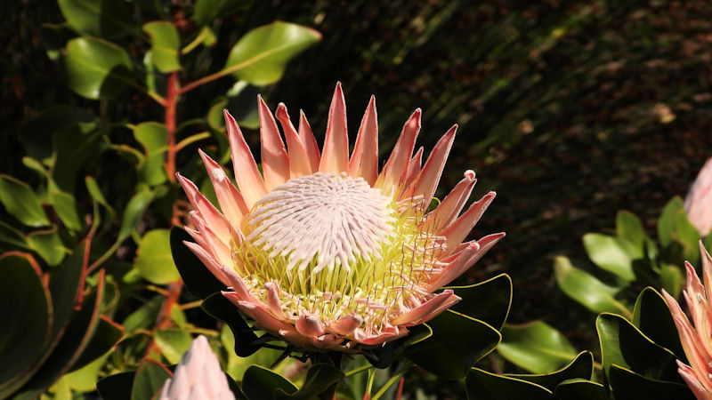 Botanical Gardens
